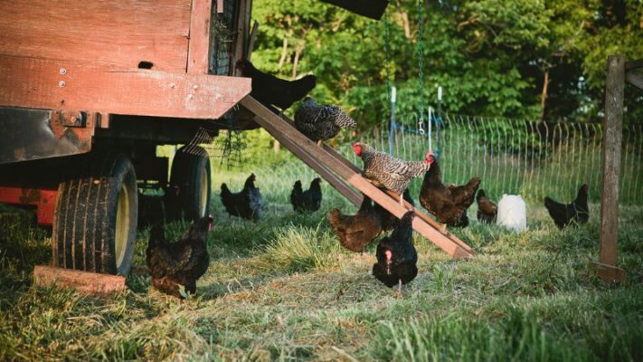 40–50-lb-Chicken-Feeders-1