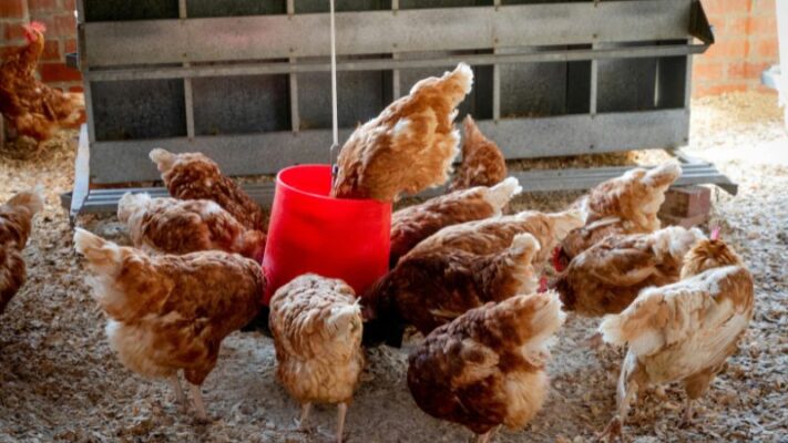 40–50-lb-Chicken-Feeders-4