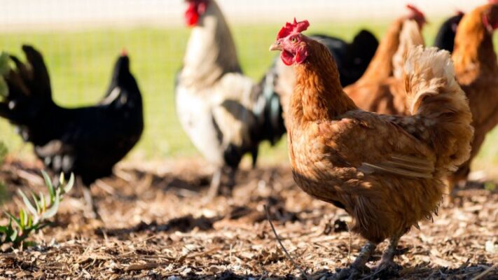 40-50 lb Chicken Feeders