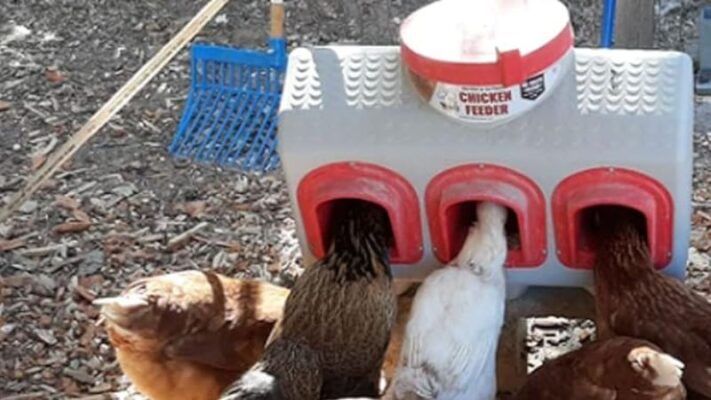 40–50-lb-Chicken-Feeders-6
