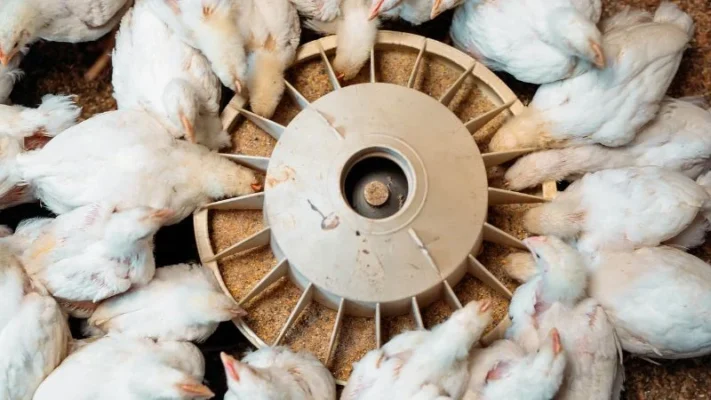 5-gallon-bucket-chicken-feeder-4