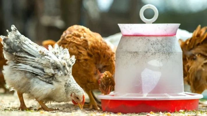 5-gallon-bucket-chicken-feeder-5