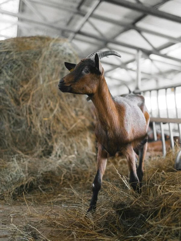 Animal-Farming-6