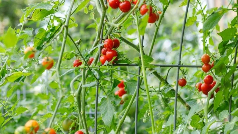 Best-materials-for-raised-garden-beds-4