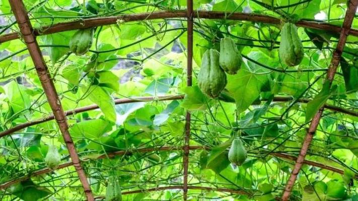 Garden-bed-trellis-3