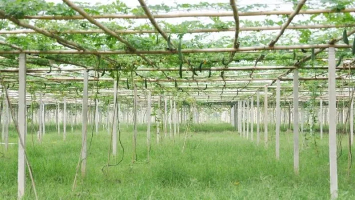 Garden-bed-trellis-6