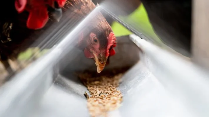 Rat-proof-chicken-feeder-10