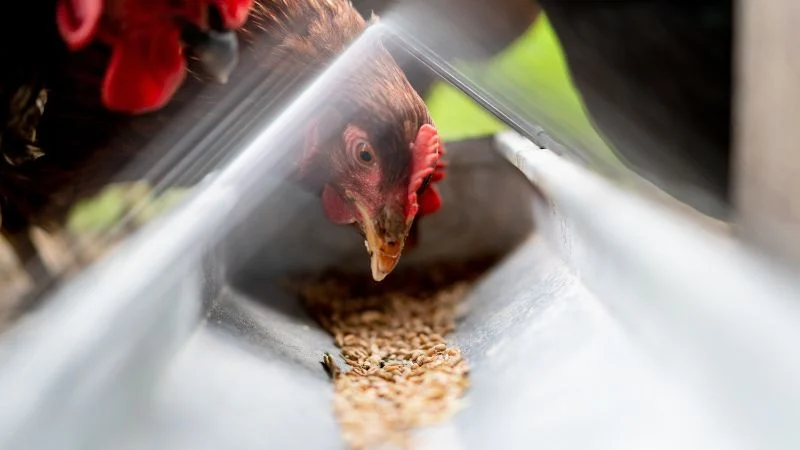 Rat-proof-chicken-feeder-10