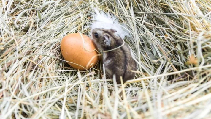 Rat-proof-chicken-feeder-2
