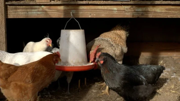 chicken-feeder-10