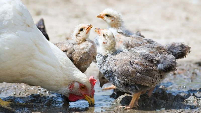 5-gallon-chicken-waterer-4