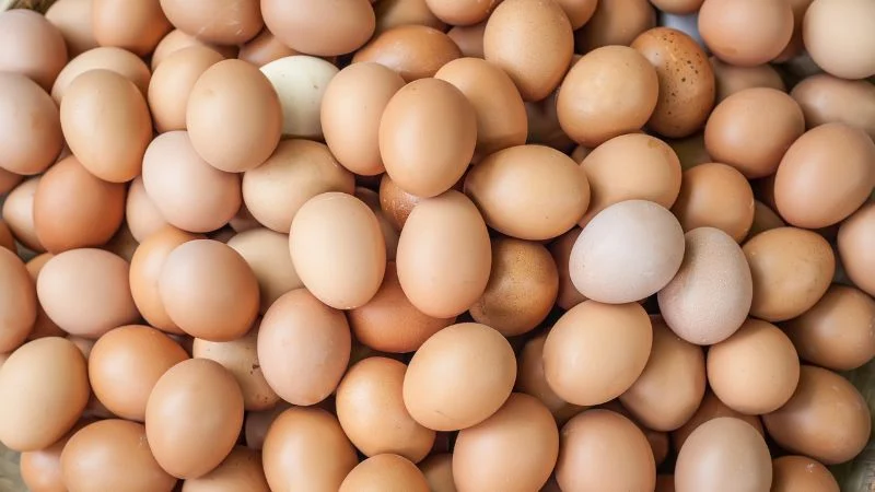 Egg-laying-chicken-2