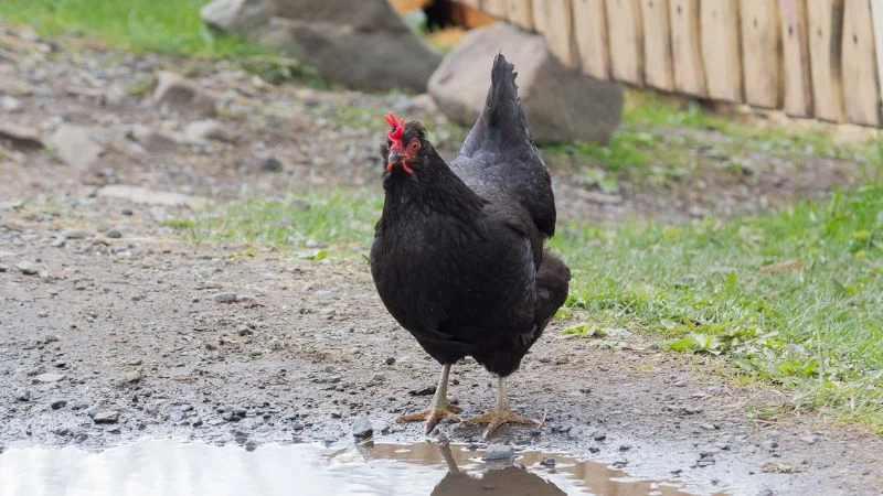 Egg-laying-chicken-Australorp