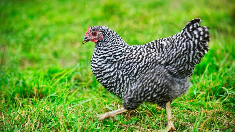 Egg-laying-chicken-Barred-Rock