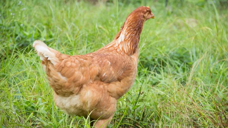 Egg-laying-chicken-Isa-Brown