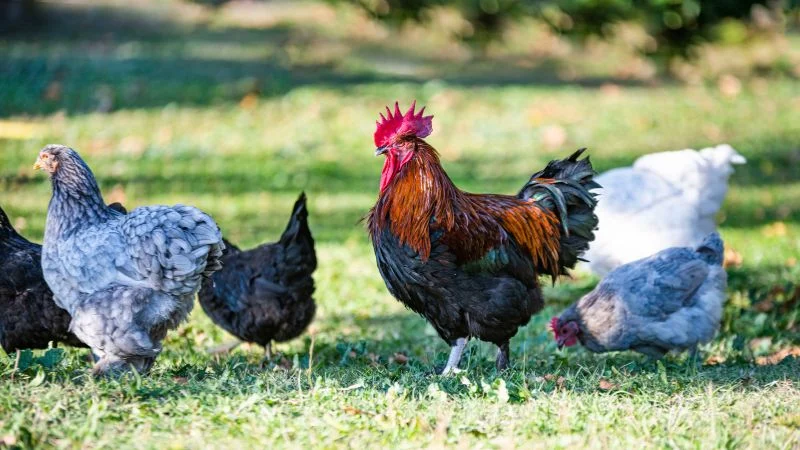 Egg-laying-chicken-Marans