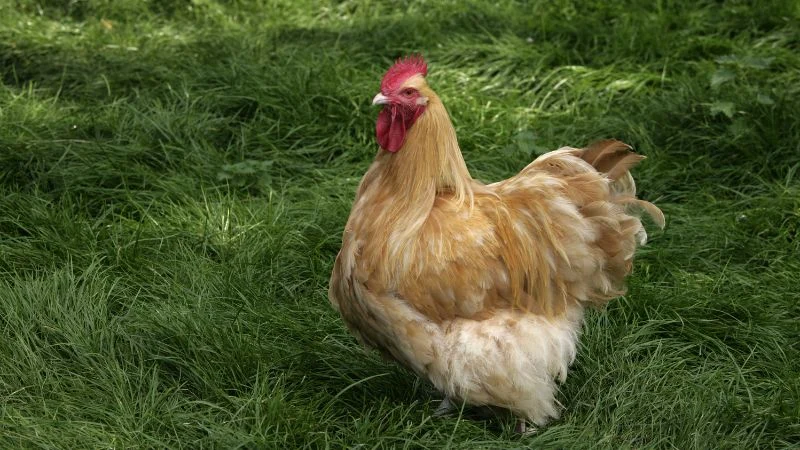Egg-laying-chicken-Orpington