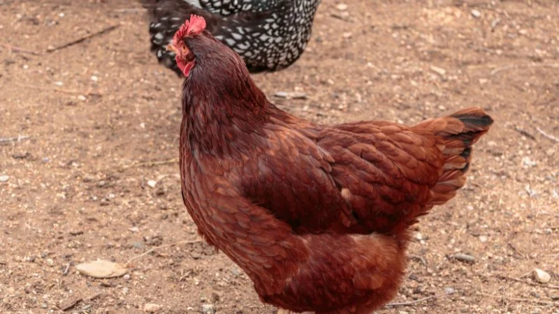 Egg-laying-chicken-Rhode-Island-Red
