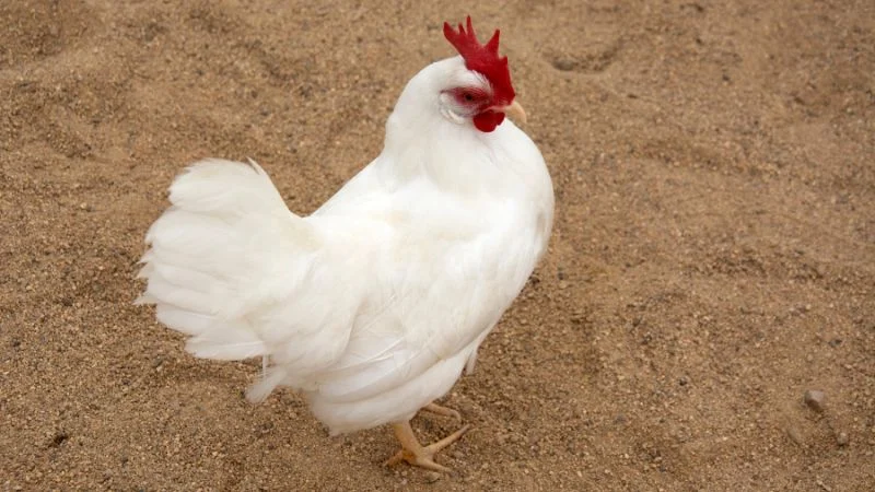 ISA-Brown-Chicken-4