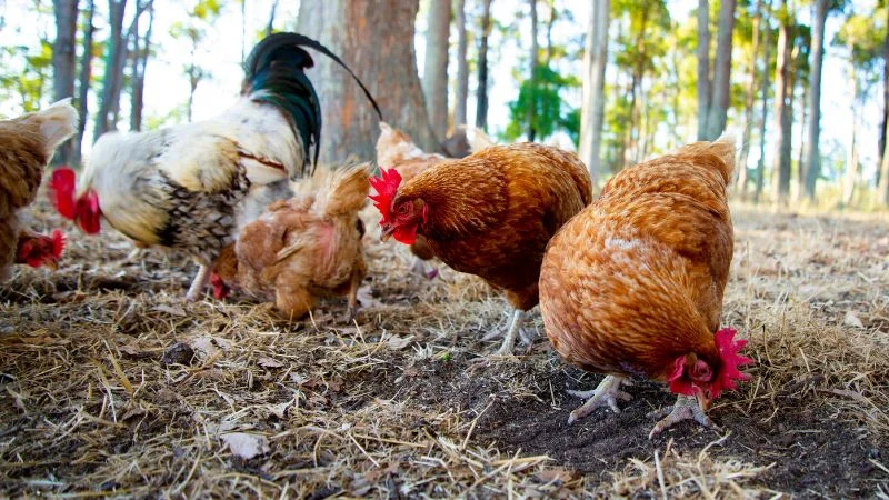 ISA-Brown-Chicken-5
