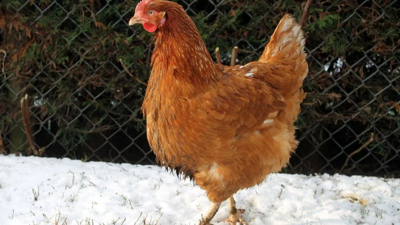 ISA-Brown-Chicken-7