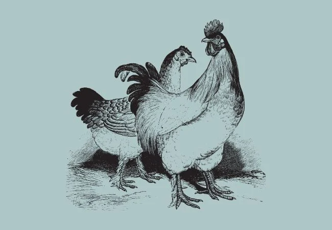 bantam-chickens-Cochin-1