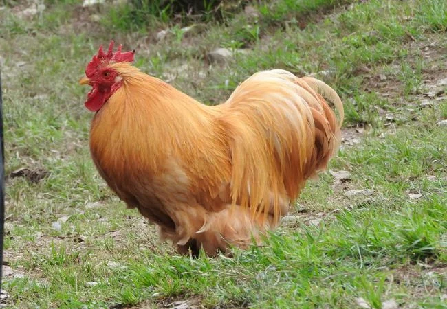 bantam-chickens-Cochin-2