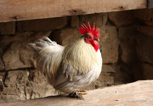 bantam-chickens-Cochin-3