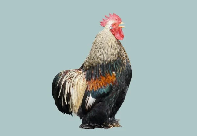 bantam-chickens-Cochin-4