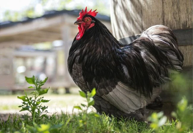 bantam-chickens-Cochin-5